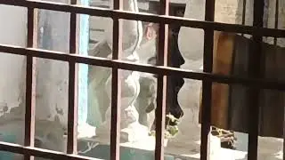 Monkey's in Bollavaram Village NANDIKOTKUR  NANDYAL Andhra Pradesh Prof Dr Veeram Muralidharareddy 