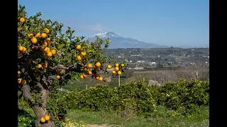 Arance rosse di Sicilia: arance moro in campo vista Etna.
