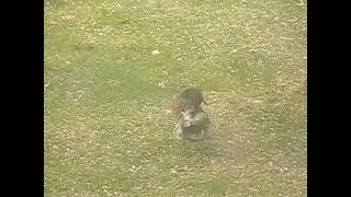 Ducks in motion