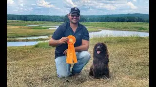 HRCH Chief Holland MHR NCH18, Boykin Spaniel, AKC Master Hunter Tests and Title Run