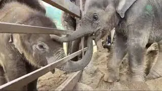 Baby Pyi Mai visiting our new rescued baby Chaba.