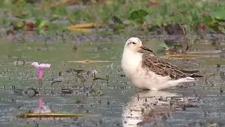 Rare Bird - Ruff in Satellite Plumage