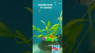 New Stock has arrived Silver Tip Fish in our store.| AQUARIUM CENTER| PET PARADISE