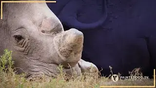 Great Grey Behemoths!