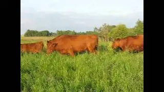 Summer Pasture Checking
