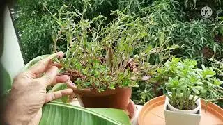 Pursalane Plant