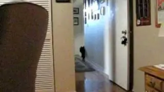 Murry the Scottie