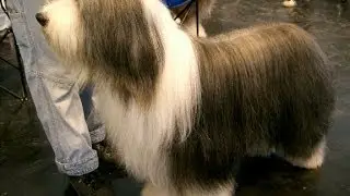 Bearded Collie Dog & Puppies information Video - Animal Videos