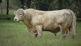 Raza de Ganado Charolais Parte 1 Cap.203