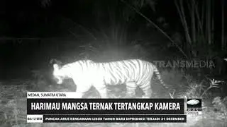 Harimau Mangsa Ternak Tertangkap Kamera | REDAKSI PAGI (29/12/20)