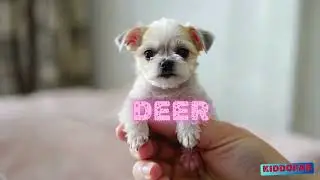 Palm-Sized Animals Cuteness