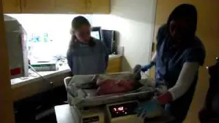 2009-05-01 - Michael getting weighed after birth