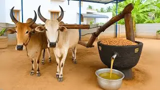 Ancient Way Of Castor Oil Extraction Making From Scratch at Extreme Level | Indian Oil