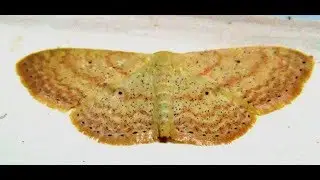 Genus Scopula Moth
