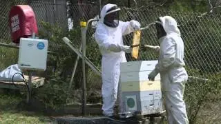 How The CSIRO Uses Tech To Track Bees