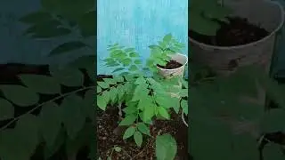 grow Amla from seed #shorts #amla #gooseberry