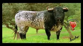 SERAFIN RICSE HD 2018 / PILLPISH TORO - SHACATAN