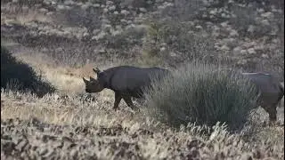 Wildlife conservation - Amazing Rhino sighting #savetherhino #rhinoconservation