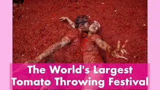 The World's Largest Tomato Throwing Festival