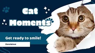 Laugh with Cute Cats 🐱 | Funny & Innocent Cat Antics
