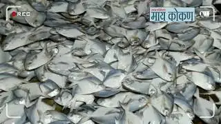 Harnai Bander || Pompret Fish || Fishing Started || Dapoli || Aslam Akbani