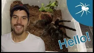Welcome to THE TARANTULA CAVE
