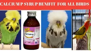 Calcium P Syrup Benifits For All Birds