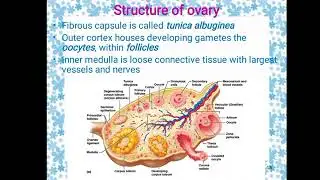 Female reproductive system disorder (AHN) Semester 3 Part 1 