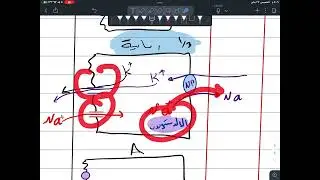 الافراز و اعادة الامتصاص من القناة الجامعة