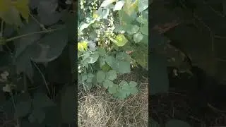 அவரைக்காய் செடி பூத்திருச்சு #agriculture #farmer#native #nature #flower #trending #shorts