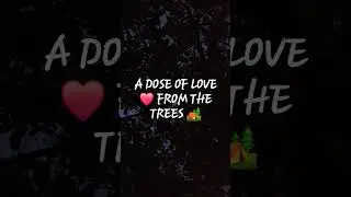 A DOSE OF LOVE ❤️ FROM THE TREES 🌳STANZA ON 'LIGHT'