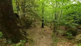 Grizedale Off-Piste - Satterthwaite DH
