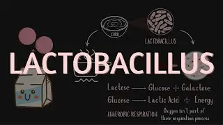 Lactobacillus | Useful and Harmful Microbes | Grade 9 | Science | Khan Academy