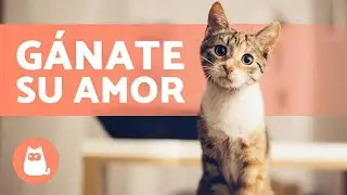 &iquest;C&oacute;mo hacer que tu GATO te QUIERA? 😻 (4 Consejos para conseguirlo)