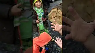 Как найти четырёхлистный клевер в День Святого Патрика! #четырёхлистныйклевер
