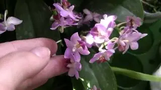 Растения от поставщика Мики. Весенний заказ.