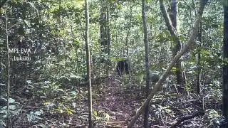 The Bili Ape