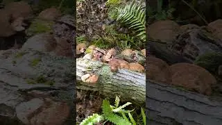 Les champignons acc&eacute;l&egrave;rent la d&eacute;gradation des arbres morts.