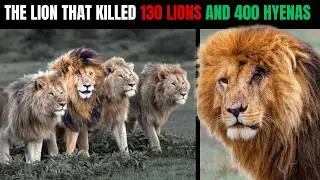 Did Scarface REALLY Kill 400 Hyenas & 130 Lions? The SHOCKING Truth