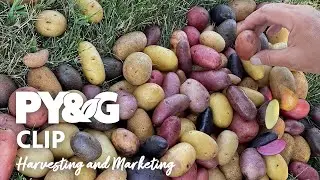 Harvesting and Marketing | Valley Tissue Culture Spuds | Prairie Yard & Garden 3611