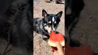 My First Weekend Trip | Pomsky Husky Dog Mix #shorts