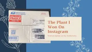 A Giveaway Plant from Instagram (Rare Plant) & Anthurium Plant Update