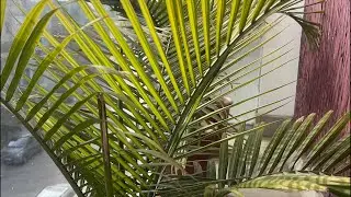 Narendra (Adventurer) is live