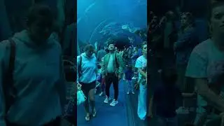 Ocean Voyager - Georgia Aquatry #georgiaaquarium #atlantageorgia #galaniPrinci