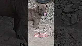 #StreetDogs #RescueDogs #DogRescue  #AnimalRescue #DogsOfTheWorld #lovedogs #SaveStrayDogs #LoveDogs