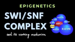 SWI/SNF nucleosomal remodeling complex | Epigenetics