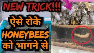 Winter Beekeeping: How to Protect Your Hive From the Cold