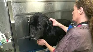 Many in Pet Industry Believe Animal Grooming Should be Essential Business