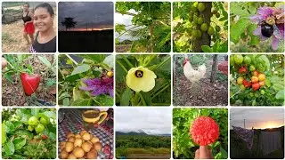 🌱 A Vida Simples da Roça Que Acalma o Coração 🌅🐔 Dias de muito trabalho e gratidão por aqui 🙏❣️