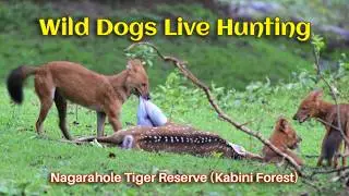 Wild dogs live hunting at Kabini Forest | Nagarahole Tiger Reserve | Wildlife Photography